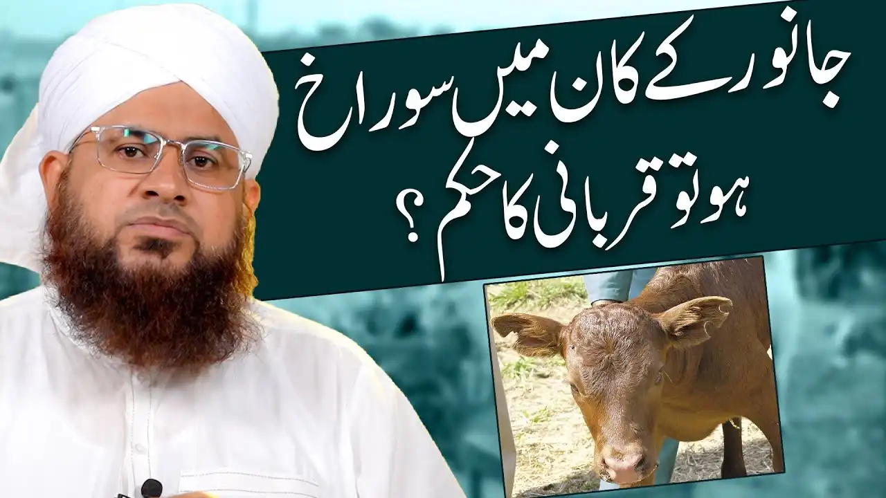 Janwar Kay Kan Mai Surakh Ho To Qurbani Ka Hukum?